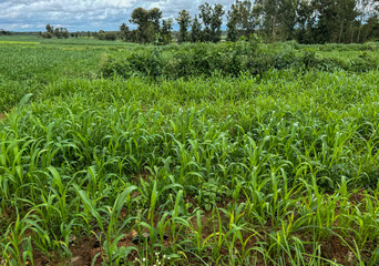 Close up photo of a maize field