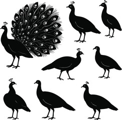 Peacock and Peahen Silhouette Collection – Elegant Bird Poses in Solid Black on White Background

