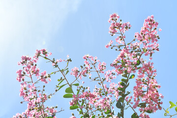 ピンク色の花　サルスベリ