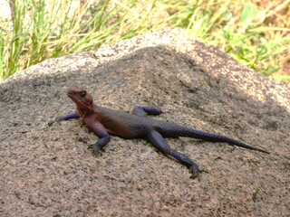 lizard on the rock