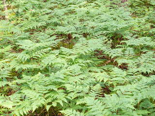 Ferns lush greenery in dense growth, vibrant foliage covering the forest floor, copy space