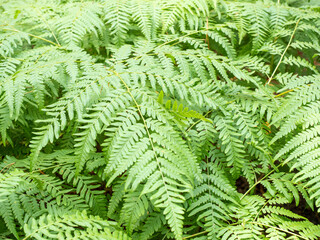 Close-up of lush green ferns, detailed leaf structure and vibrant foliage, natural beauty, copy space