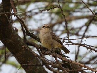 A bird on branch in the Serengeti