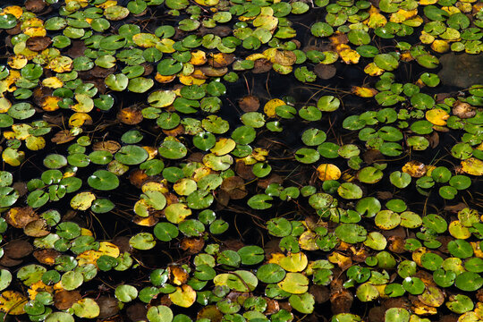 leaves of water lily on the pone