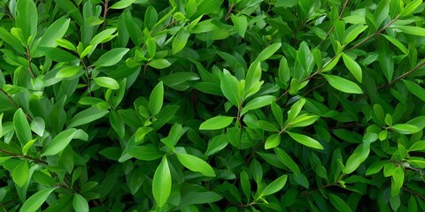 Obraz premium green leaves background of foliage plants
