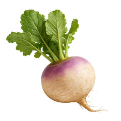 Fresh Organic Turnip PNG
