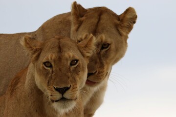 beautiful two lions in the Serengeti