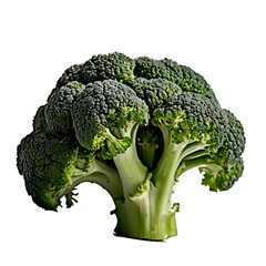 Fresh Green Broccoli Floret Isolated on Transparent Background


