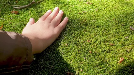 The hand of a child in the sun's rays touches soft green moss in the wild. Concept of nature protection and environmental education for children. Close-up - Powered by Adobe