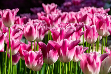 Fototapeta premium Blooming pink tulips on a sunny day