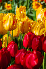 Obraz premium Blooming red and yellow tulips on a sunny day