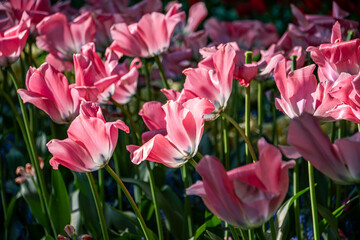 Fototapeta premium Blooming pink tulips on a sunny day