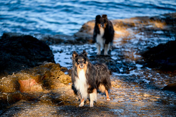 HRV, Kroatien, Brac, Insel in Dalmatien, Milna