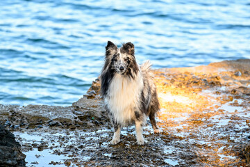 HRV, Kroatien, Brac, Insel in Dalmatien, Milna