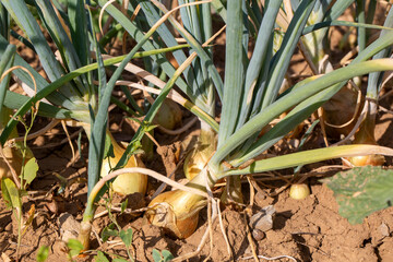 Onions grow in the field.