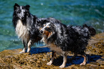 HRV, Kroatien, Brac, Insel in Dalmatien, Milna