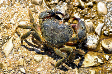 HRV, Kroatien, Brac, Insel in Dalmatien, Milna