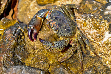 HRV, Kroatien, Brac, Insel in Dalmatien, Milna