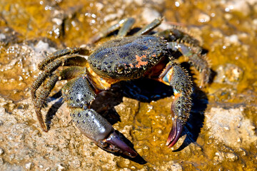 HRV, Kroatien, Brac, Insel in Dalmatien, Milna