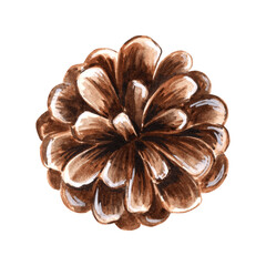 Pine cone large detailed brown watercolor isolated illustration for christmas or autumn desing. Hand drawn fruit of forest spruce or cedar tree. Sketch of evergreen conifer plant for greeting cards.