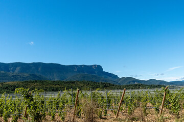 Vineyard landscape under bright blue sky with mountains in the background during daytime