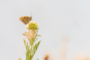 Butterfly perched on a delicate flower in a serene meadow during a sunny afternoon