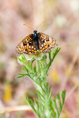 Colorful butterfly perched on a delicate wildflower in a sunlit meadow