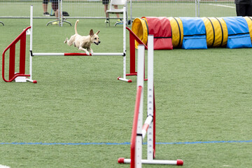 Dog competes in agility course at outdoor event on sunny day