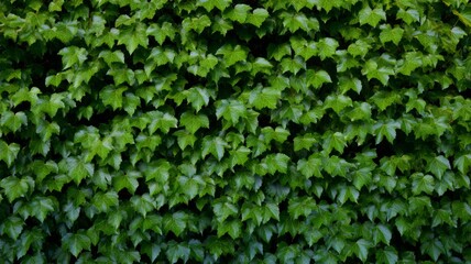 Fototapeta premium Dense ivy foliage with vibrant green hue. AI generated