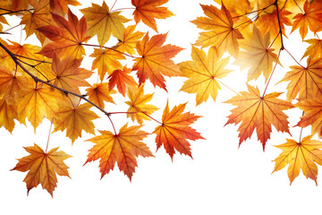 Fototapeta premium A vibrant display of autumn maple leaves in shades of red, orange, and yellow against a bright transparent background