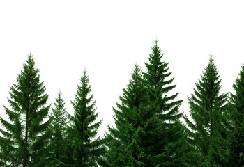 A forest of tall trees with green leaves on the left side isolated on a transparent background