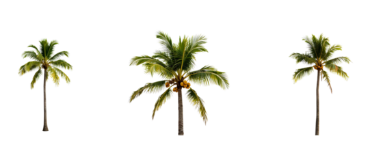Three tropical palm trees isolated against a black background