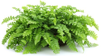Fototapeta premium Lush Green Fern Plant with Vibrant Leaves on White Background for Nature and Gardening Inspiration
