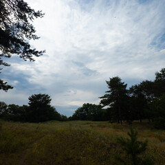 Obraz premium Landscape pine forest and beautiful sky. Field and forest. Clouds in the sky against the background of a pine forest. Natural landscape.