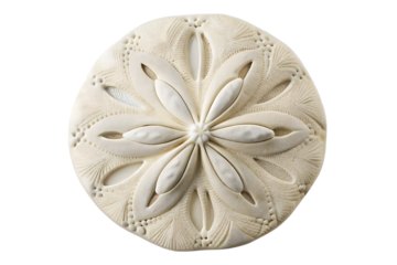 A delicate sand dollar with intricate patterns isolated on transparent background