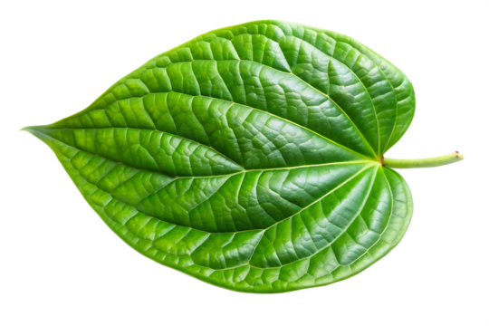  green betel leaf isolated on white background, png, ai generated.