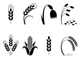 Black agricultural crop icons featuring wheat barley corn and grains agriculture