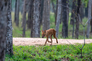 Indian Wild Dog known as Dhole seen in the wild at pench national park