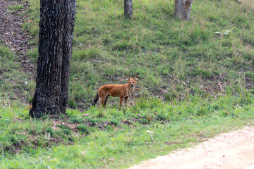 Indian Wild Dog known as Dhole seen in the wild at pench national park