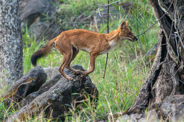 Indian Wild Dog known as Dhole seen in the wild at pench national park