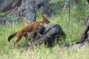 Indian Wild Dog known as Dhole seen in the wild at pench national park