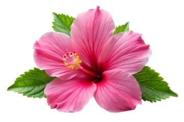 pink hibiscus flowers isolated on white background, png, ai generated.	