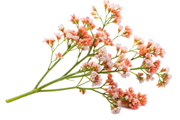 twig of coral limonium flowers isolated on white background, png, ai generated.	