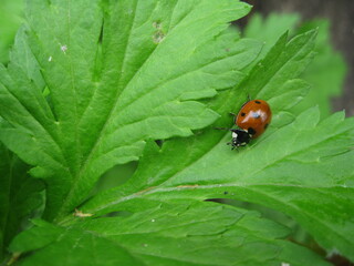Fototapeta premium Ladybug