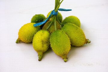 Freshly harvested spiny gourds (Momordica dioica) from the garden, tied with plastic rope. Also...