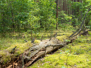 Woodland landscape featuring a moss-covered fallen tree, vibrant greenery in a serene forest setting, copy space