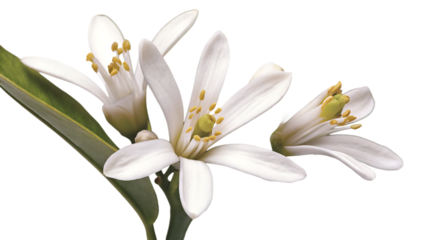 a detailed image of white orange blossom flowers isolated on white background, png, ai generated.