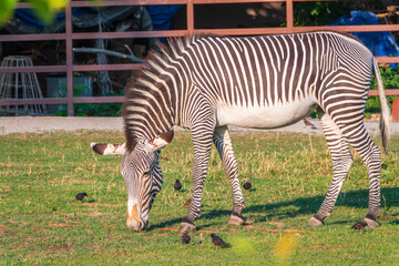 Grevy's zebra, lat Equus grevyi, also known as the imperial zebra eats green grass.