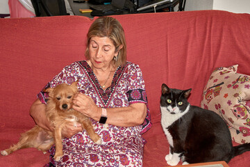 Obraz premium An elderly woman shares a sofa with her small ginger dog and her large black cat in a warm, homey atmosphere.