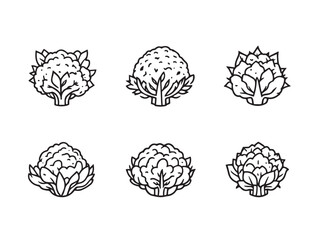 cauliflower vegetable contour line illustration bundle